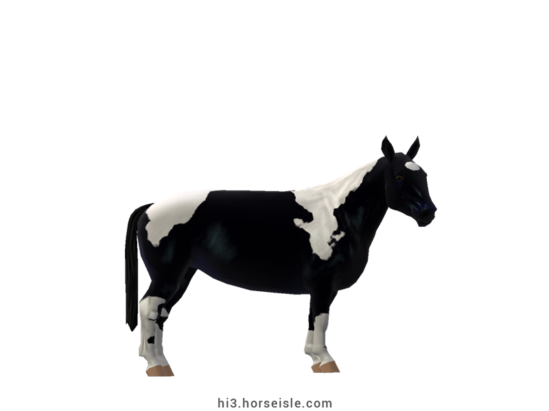 Cow-pony Holstein Raven Black Tobiano Coat